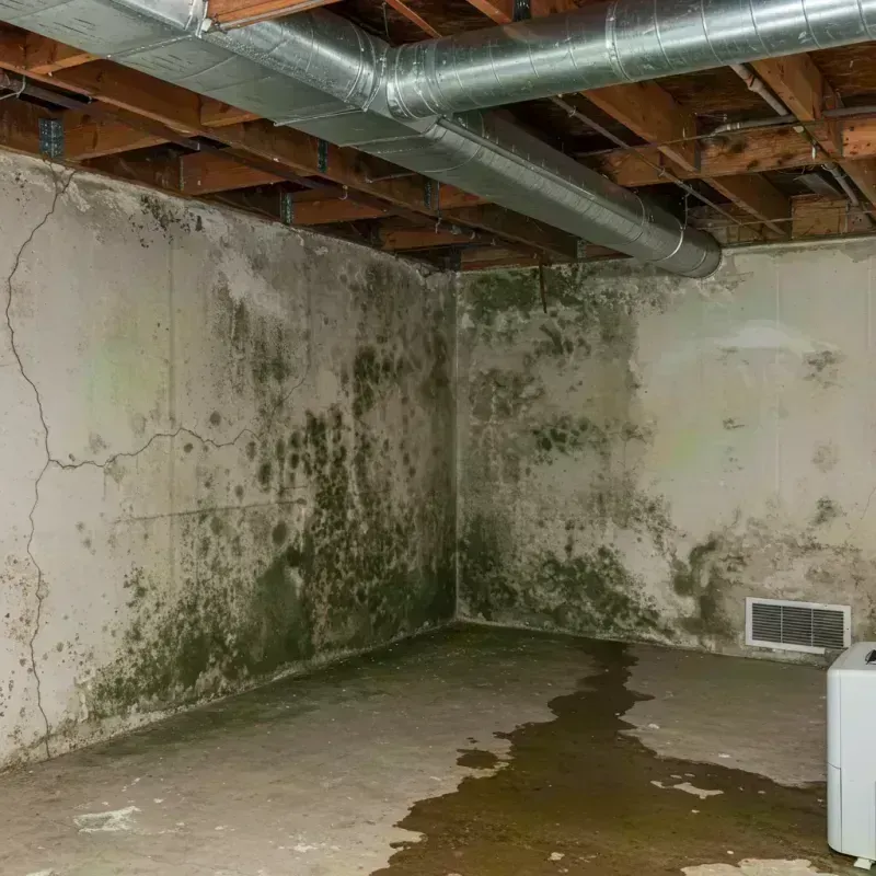 Professional Mold Removal in Morrisonville, NY